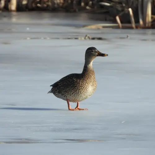Mallard on frozen pond