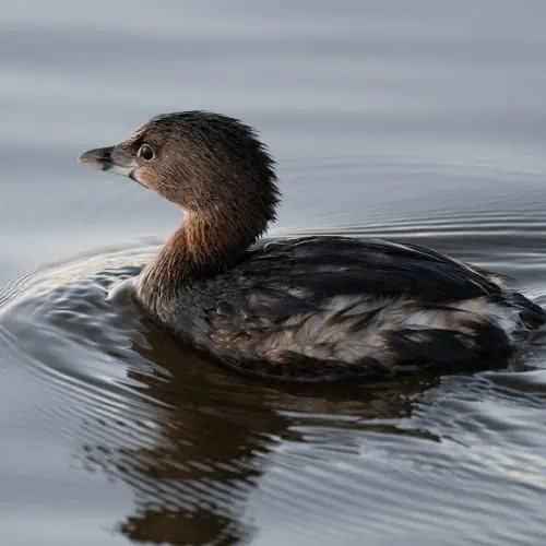 Pied-billed grebe in water