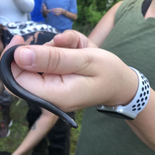 Black swamp snake in hand
