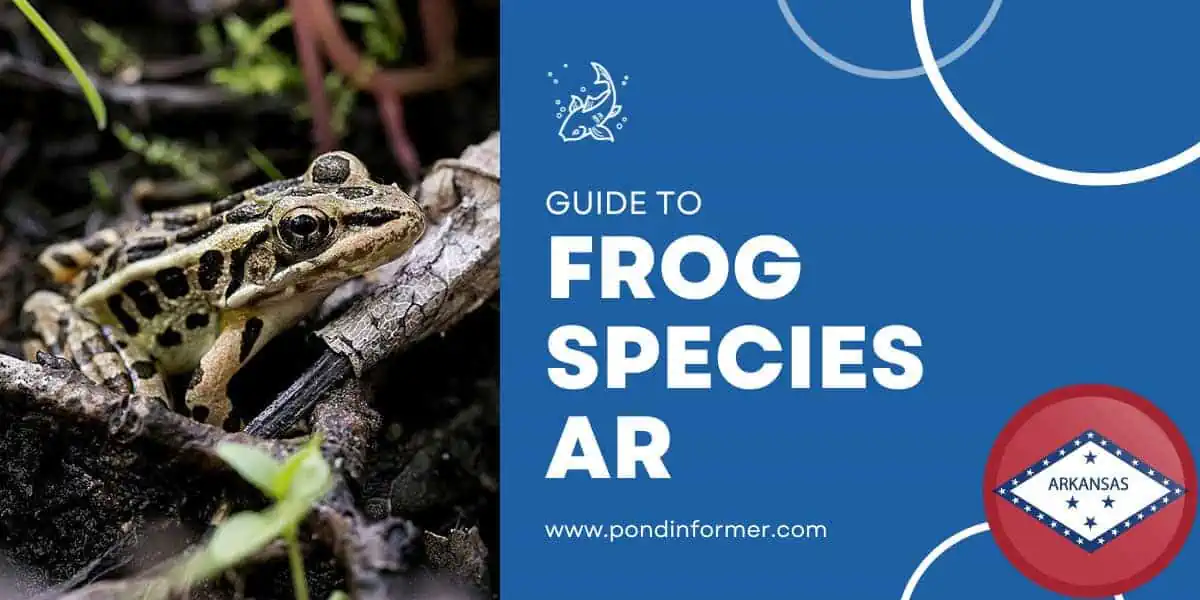 List of Frog Species in Arkansas 2024 (ID + Pics)