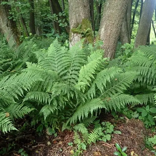 Lady fern in forest
