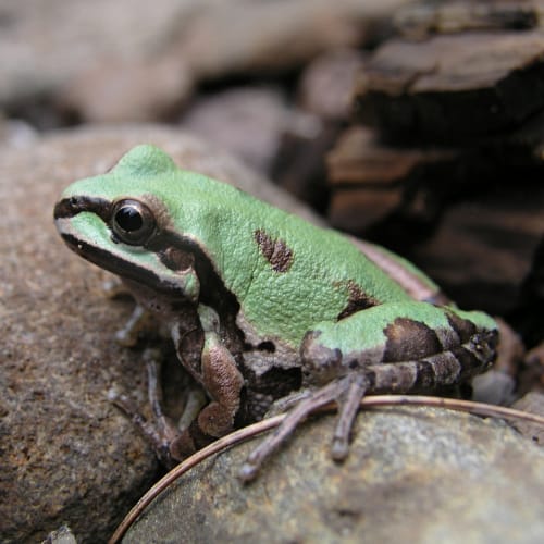 14 Frog Species in Arizona (ID + Pics) - Pond Informer