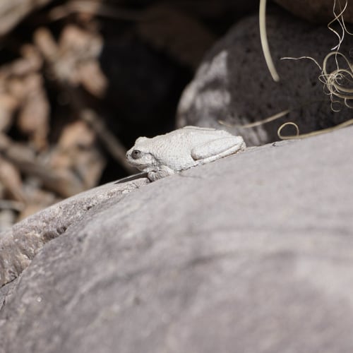 Canyon treefrog on rock