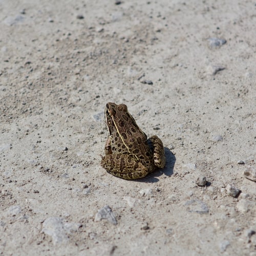 Plains leopard frog