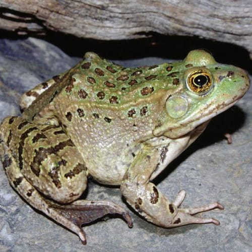 Ramsey Canyon leopard frog
