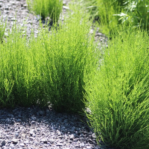 Horsetail Plant Benefits 2023 [Environmental & Medicinal] - Pond Informer