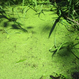 24 Plants Found in Lake Michigan 2023 [ID + Pics] - Pond Informer