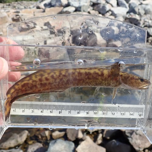 Young burbot