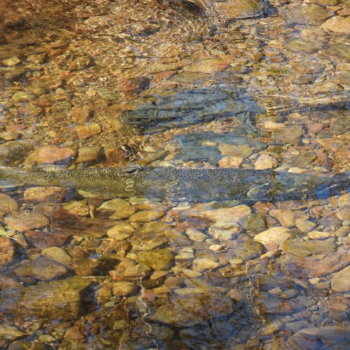 Chinook salmon underwater