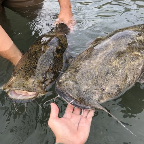 Large flathead catfish