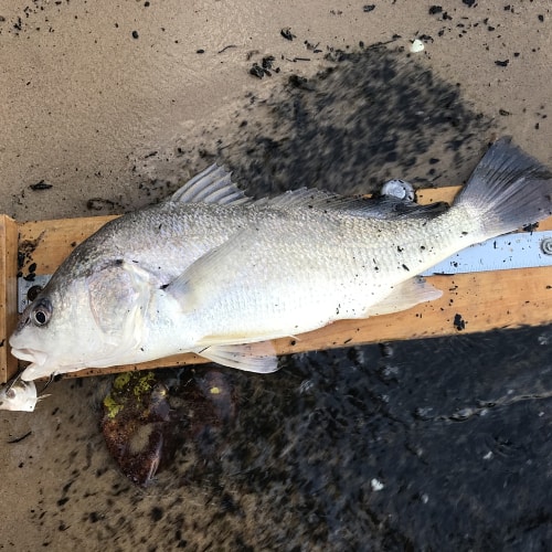 Freshwater drum