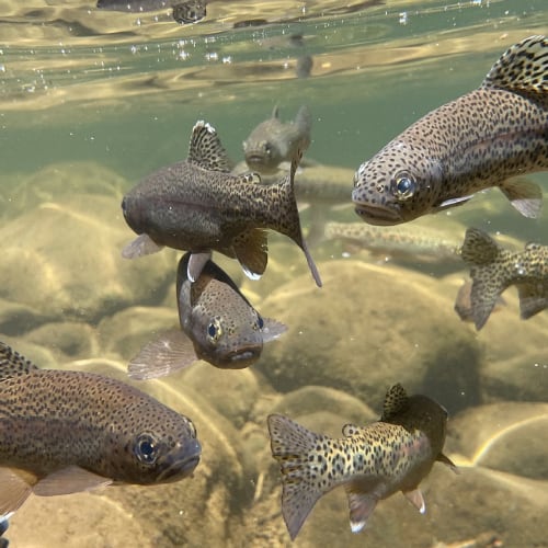 Rainbow trout underwater