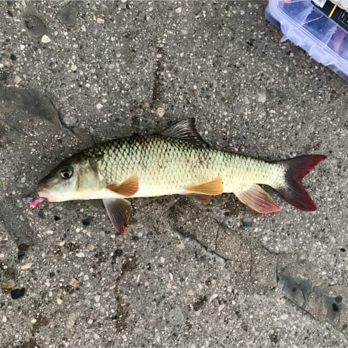 Shorthead redhorse