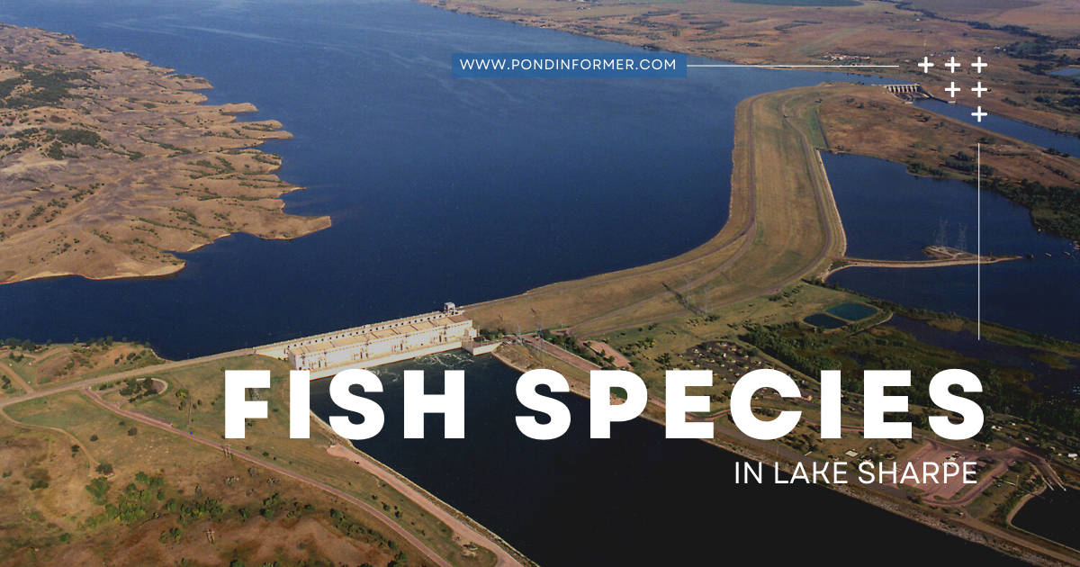 List of Fish Species in Lake Sharpe 2023 [Updated] - Pond Informer