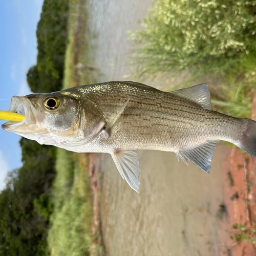 Caught white bass