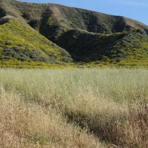 California grasslands
