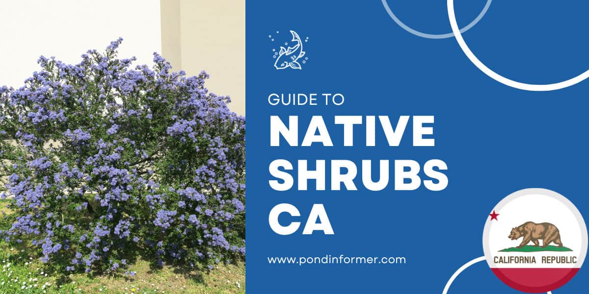12 Native Shrubs for California Gardens Pond Informer