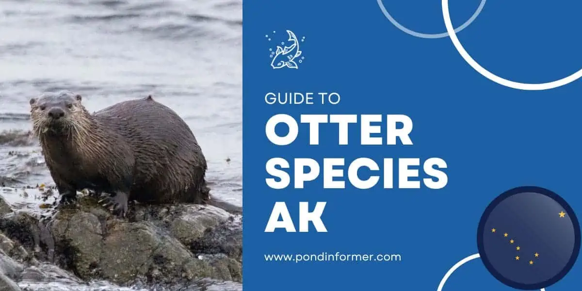 Otter species in alaska id pics pond informer