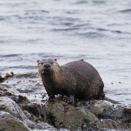 Otter Species in Alaska (ID + Pics) Pond Informer