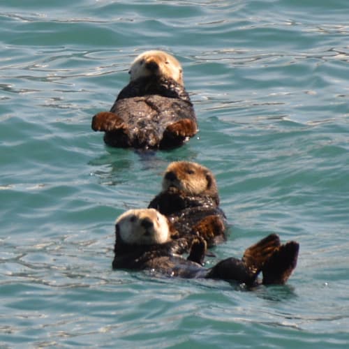 Northern sea otters in water