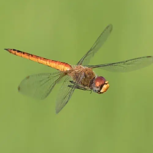 6 Plants That Attract Dragonflies (Plants They Love) - Pond Informer
