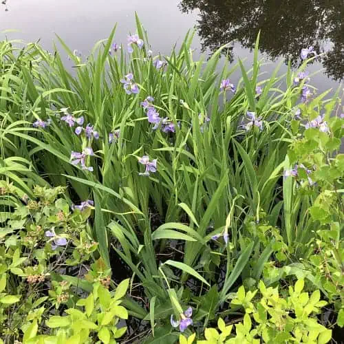 Blue flag iris next to pond
