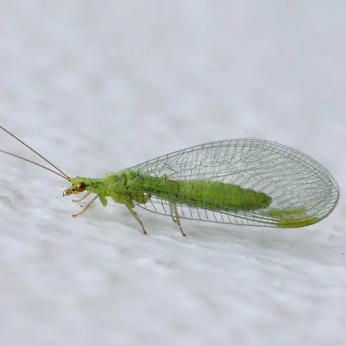 The Helpful Green Lacewing - FineGardening