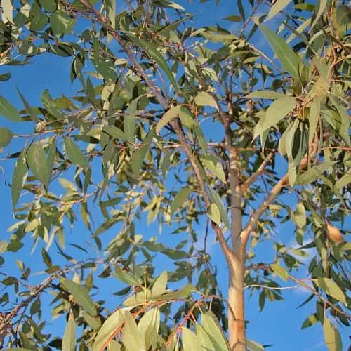 Broad-leaved peppermint tree