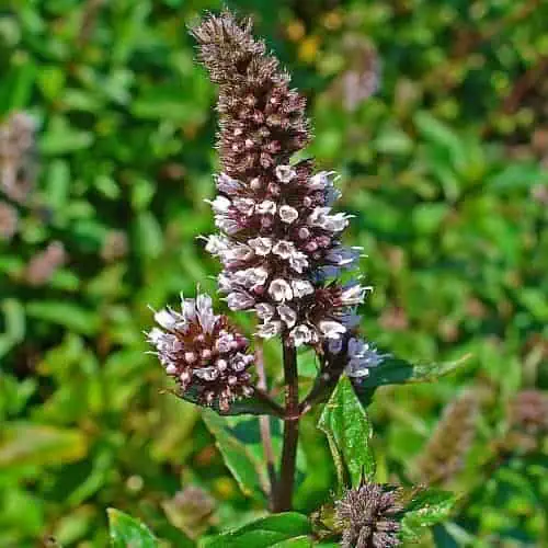 Peppermint inflorescence