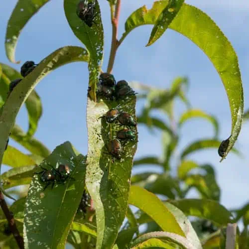 Japanese beetles feeding on peach tree