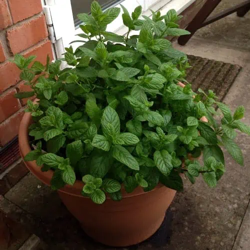 Potted peppermint plant