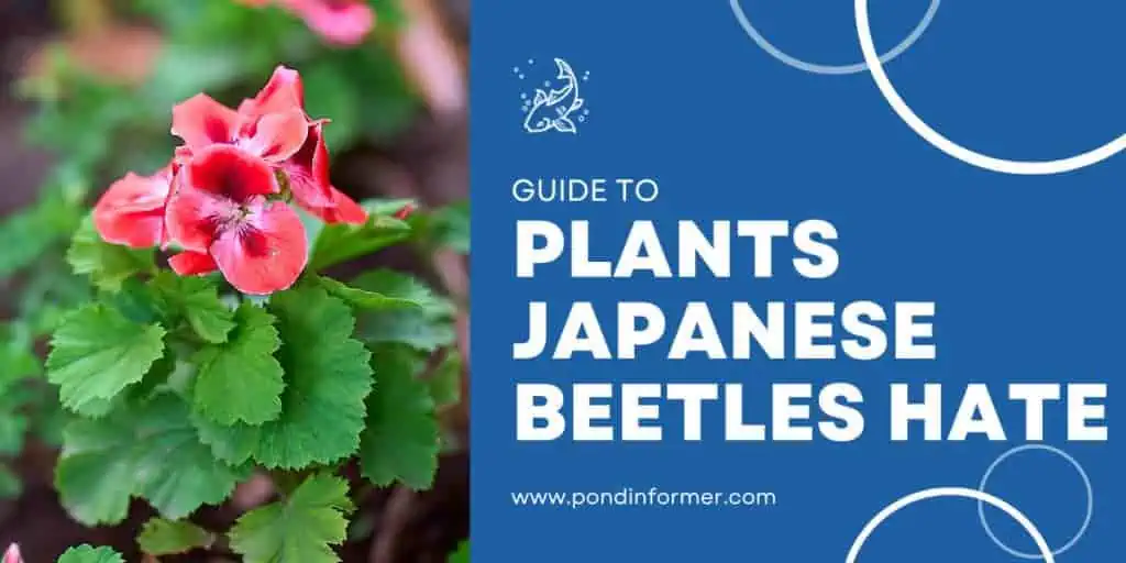 6 Plants That Repel Japanese Beetles 2023 [Plants They Hate] Pond