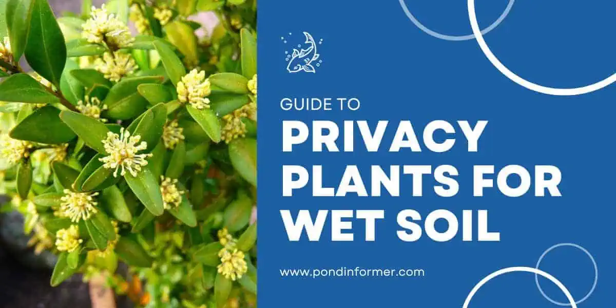 10 Best Privacy Plants for Wet Soil Pond Informer