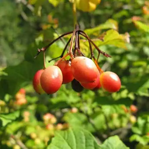 American cranberrybush fruits