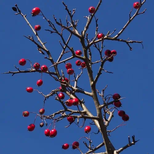 Common hawthorn fruits