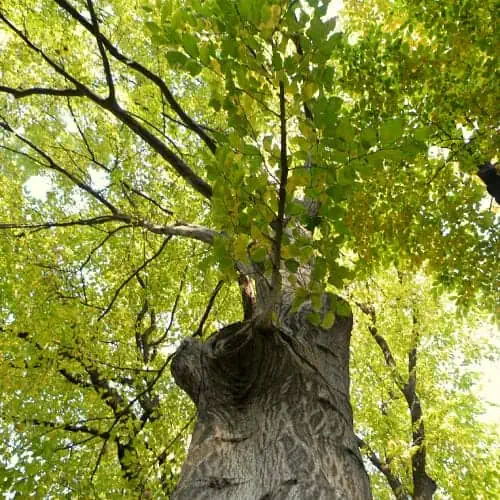 Common hornbeam tree