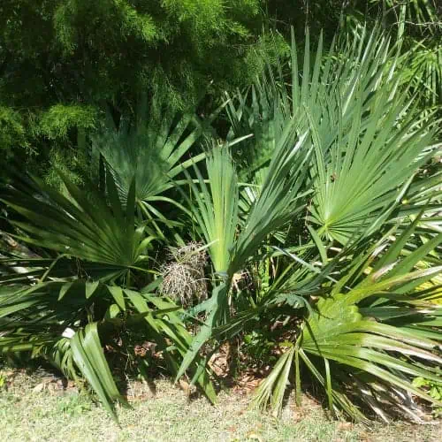 Dwarf palmetto plants