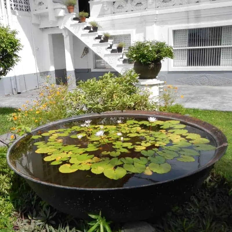 Pond in large metal bowl