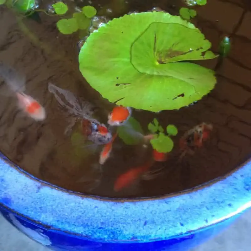 Juvenile goldfish in miniature pond