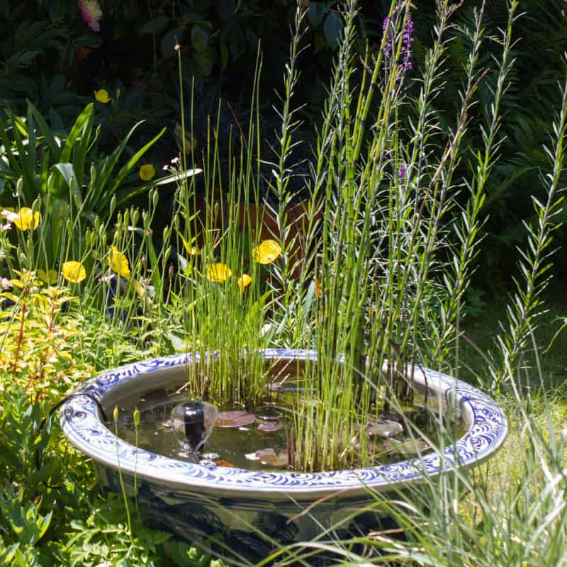 Small pond in ceramic bowl with marginal plants