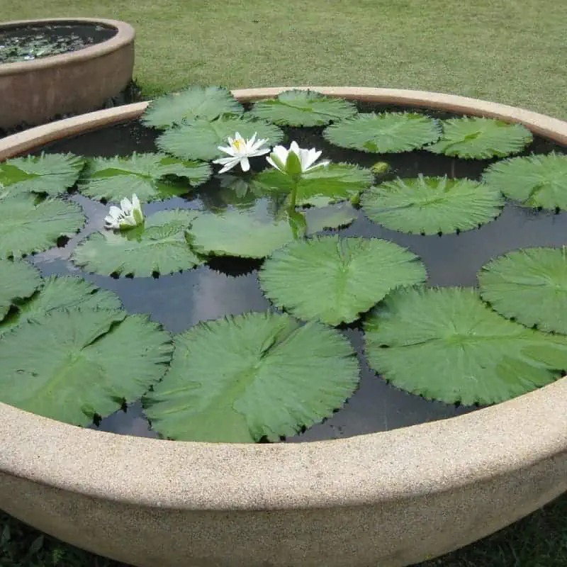 Pond in large bowl with lily pads