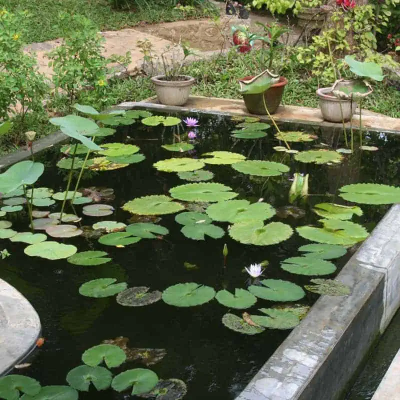 Concrete raised pond with water lilies