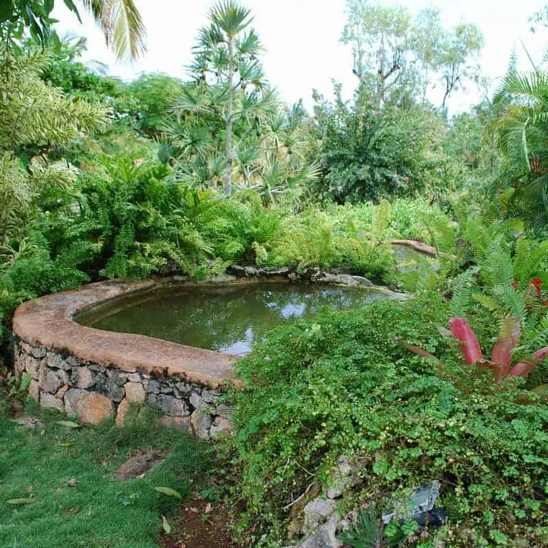 Raised pond with tropical plants