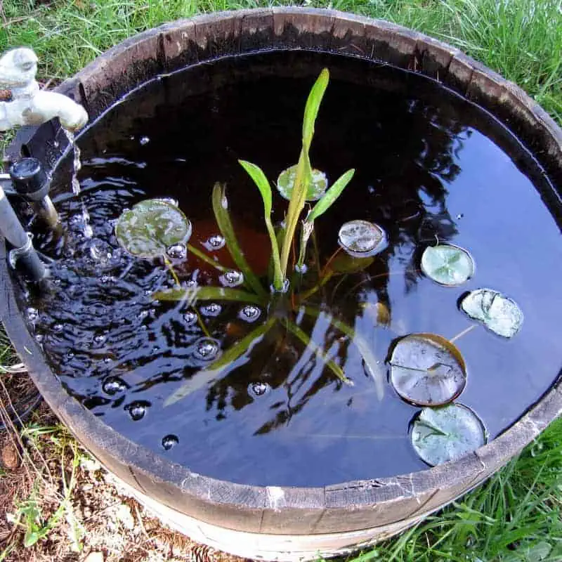 Bucket pond with faucet