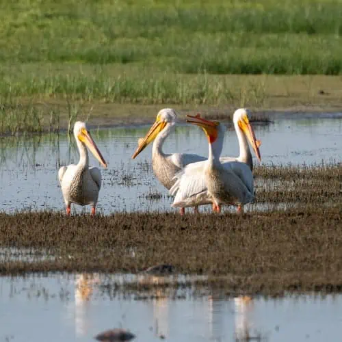 Group of American white pelicans