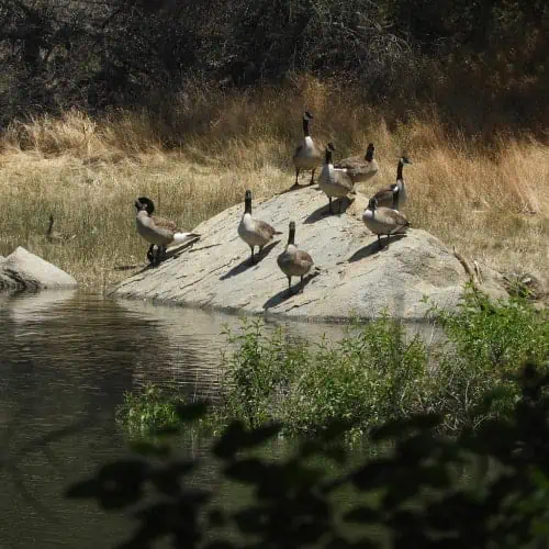 Canada geese perched on rock