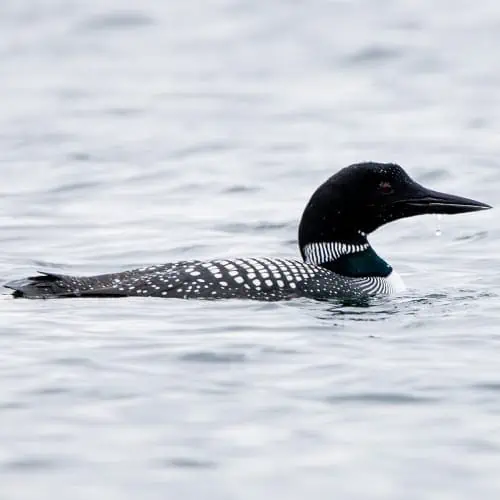 Common loon in water