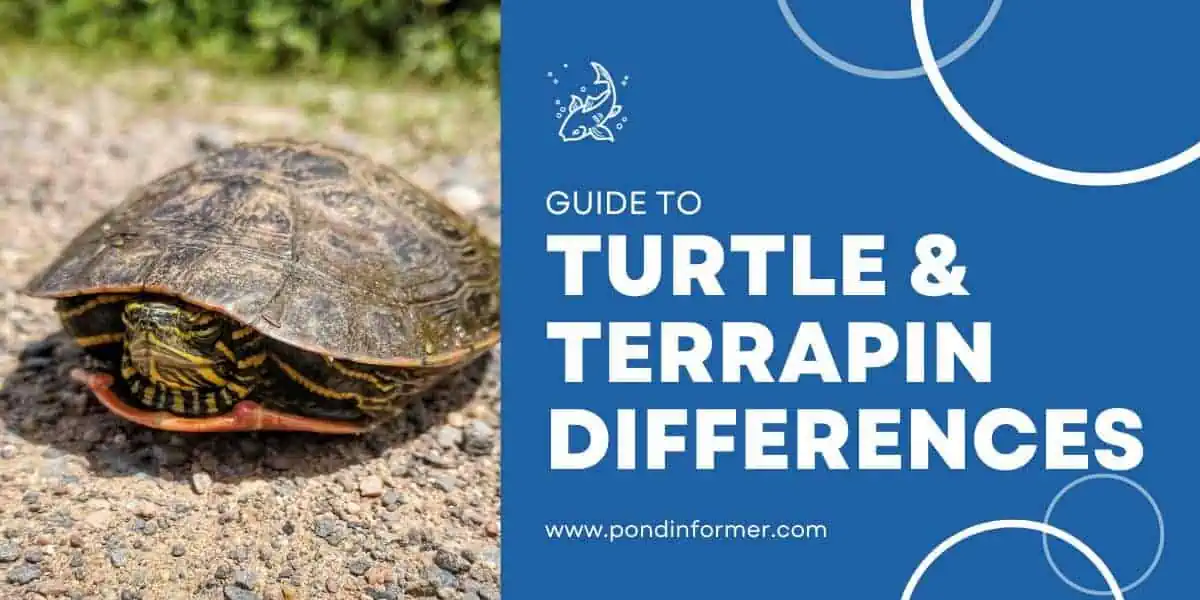 Turtles Vs. Terrapins - What's the Difference? [Surprising Facts ...