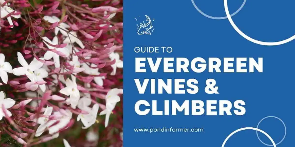 12 Best Evergreen Vines & Climbers Pond Informer