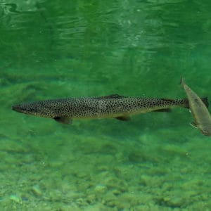 List of Fish Species in Fort Peck Lake 2023 [Updated] - Pond Informer